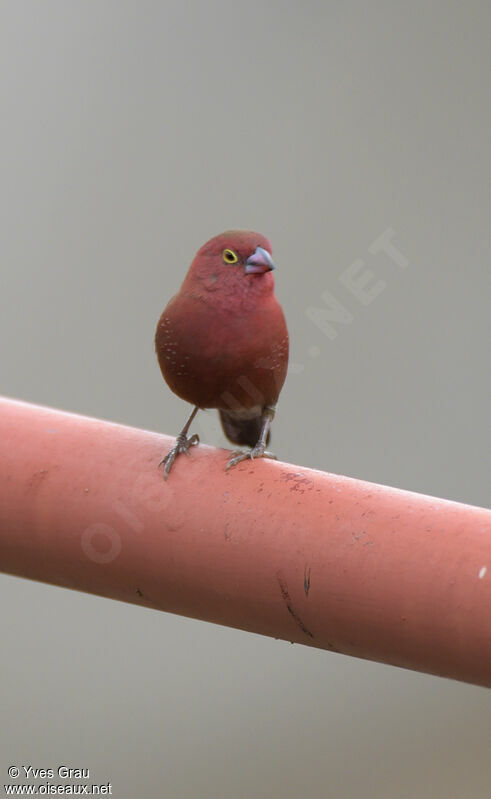 Red-billed Firefinch