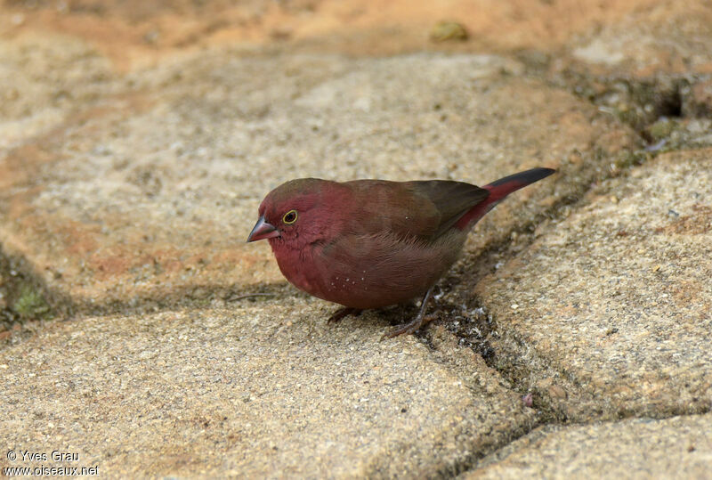 Red-billed Firefinch