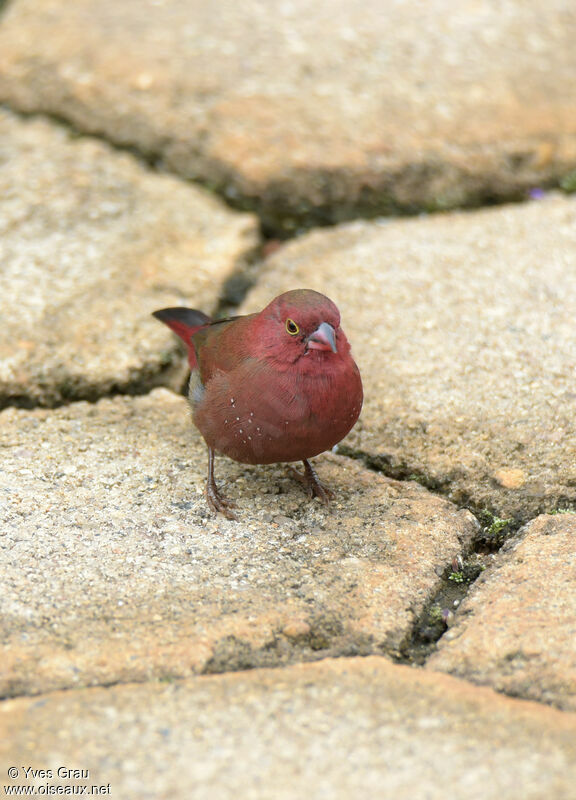 Red-billed Firefinch