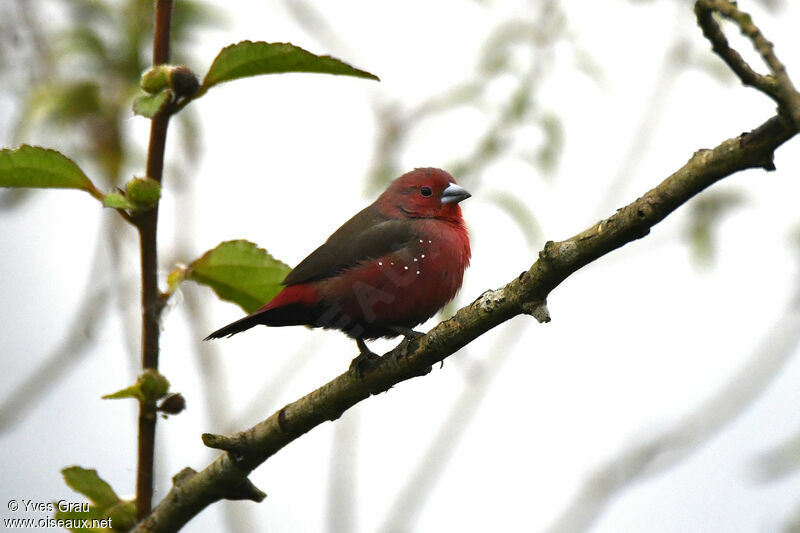 African Firefinch