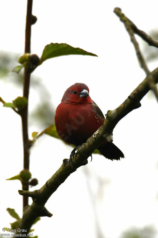 African Firefinch