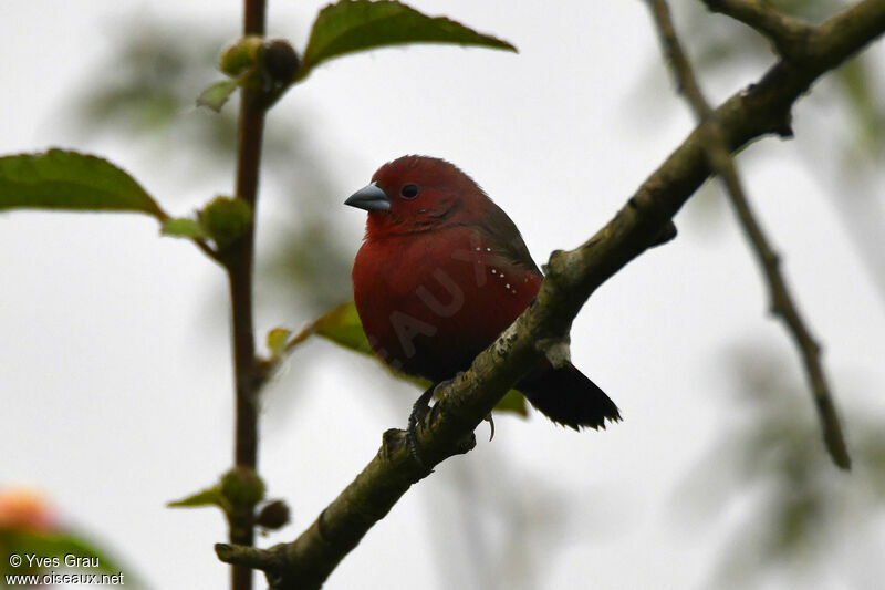 African Firefinch