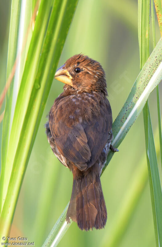 Thick-billed Weaver