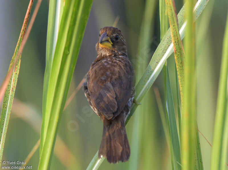 Thick-billed Weaver