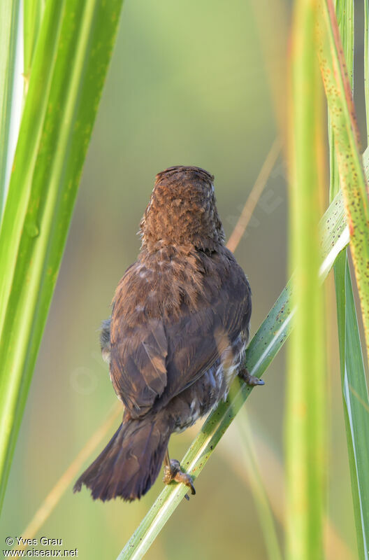 Thick-billed Weaver