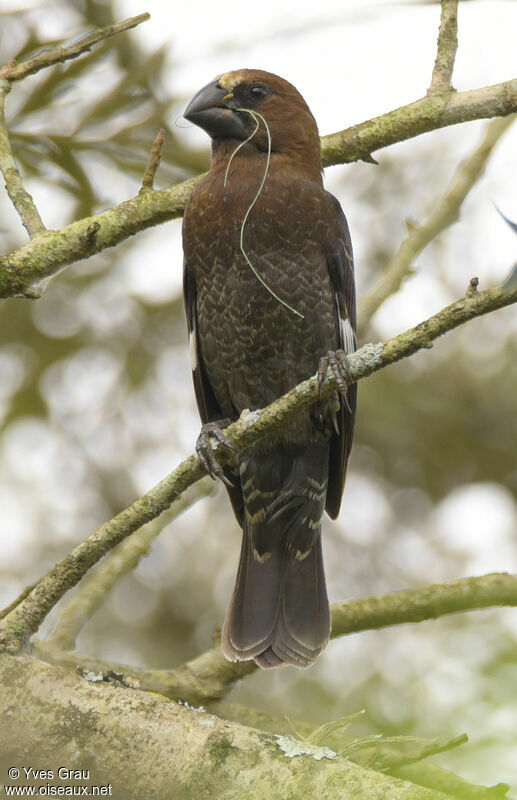 Thick-billed Weaver