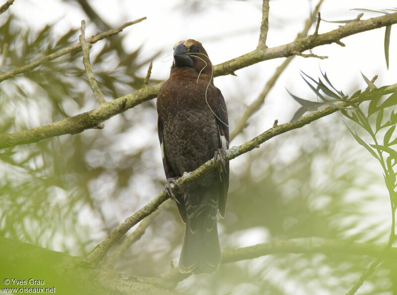 Thick-billed Weaver