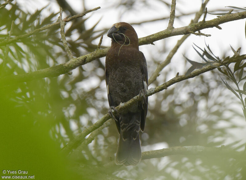 Thick-billed Weaver