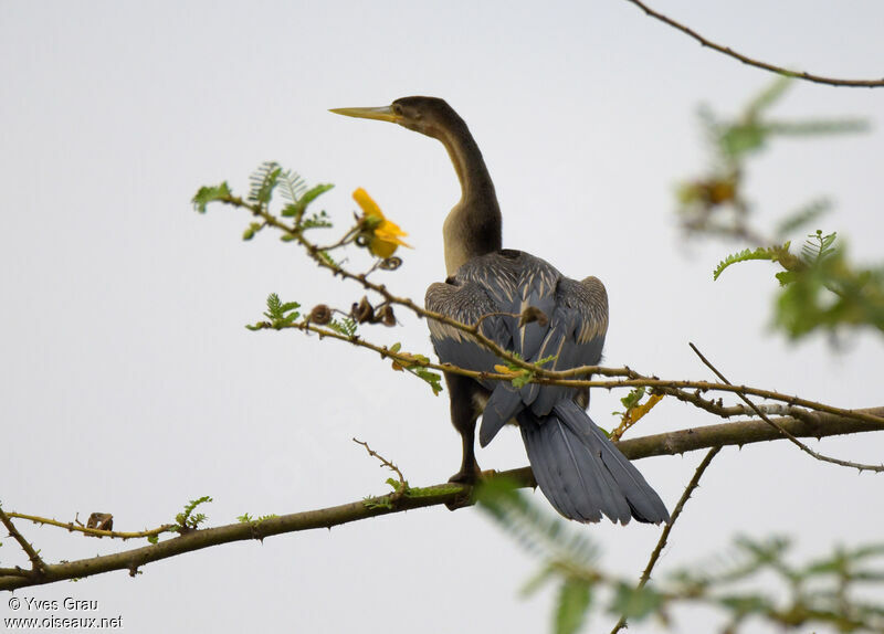 Anhinga d'Afrique