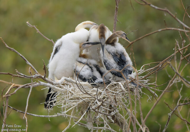 Anhinga d'Afriquejuvénile