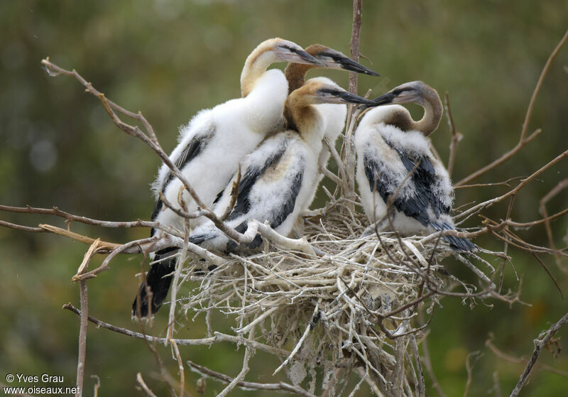 Anhinga d'Afriquejuvénile