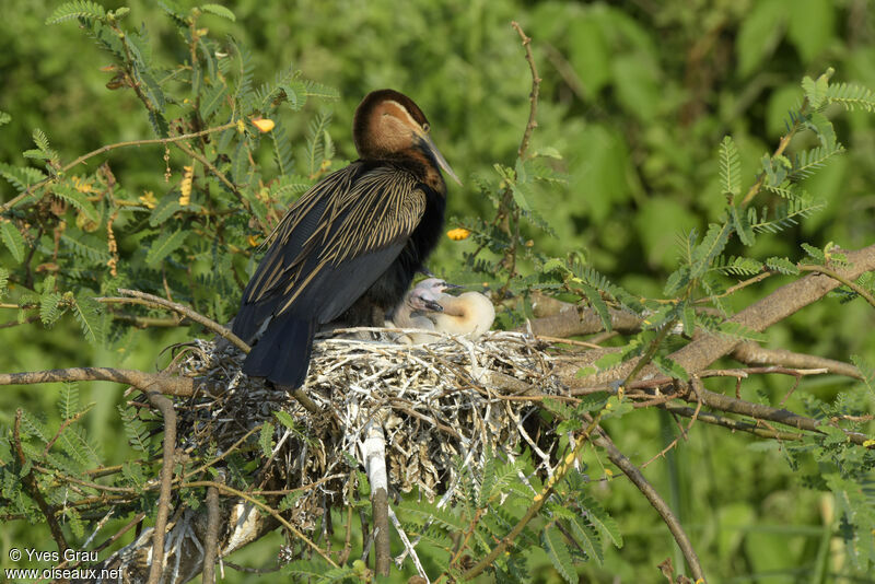 Anhinga d'Afrique