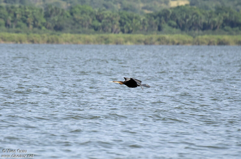 African Darter