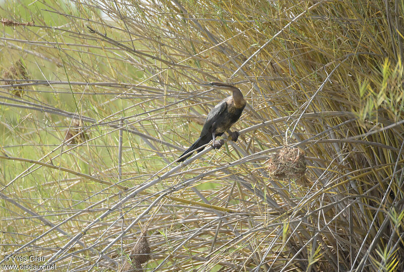 Anhinga d'Afrique