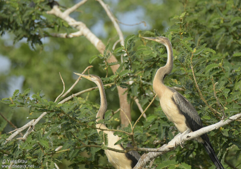 Anhinga d'Afrique