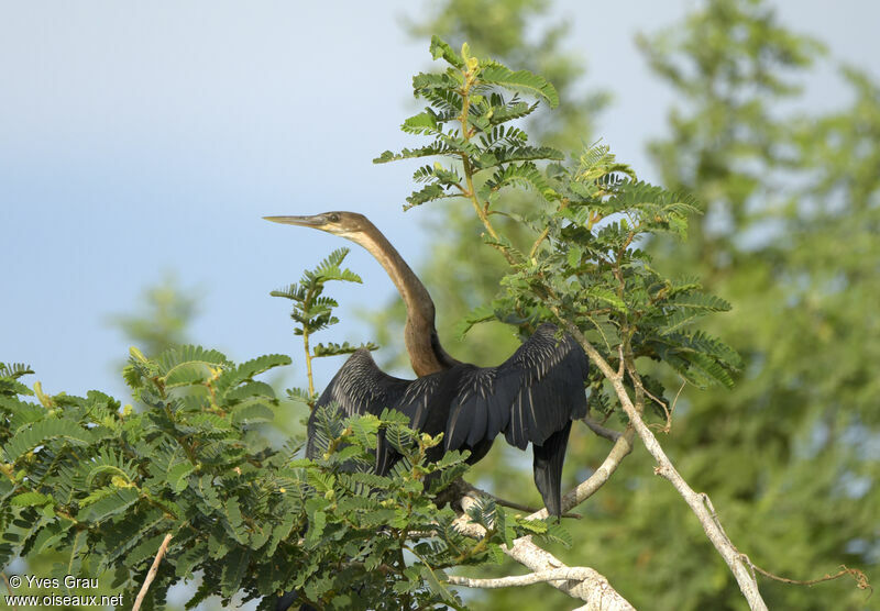 African Darter