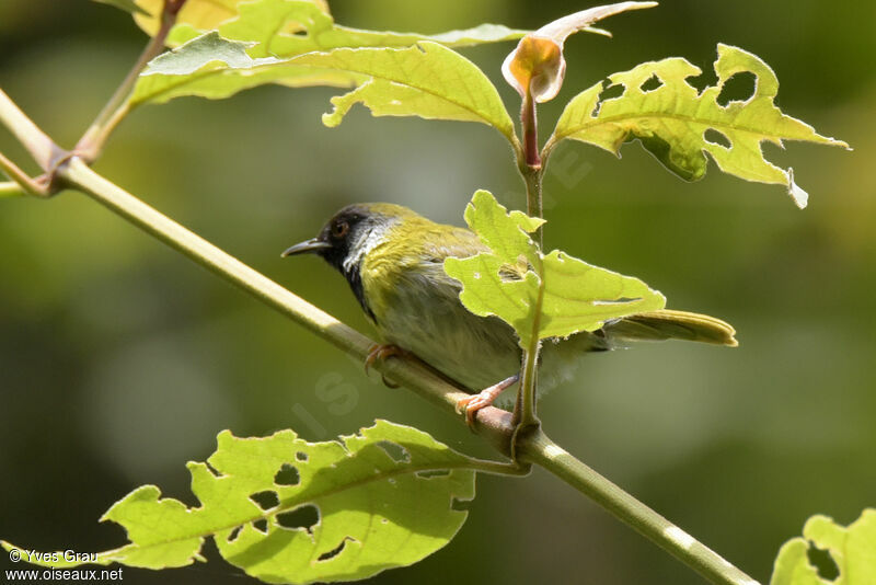 Apalis à face noire