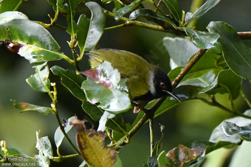 Apalis à face noire