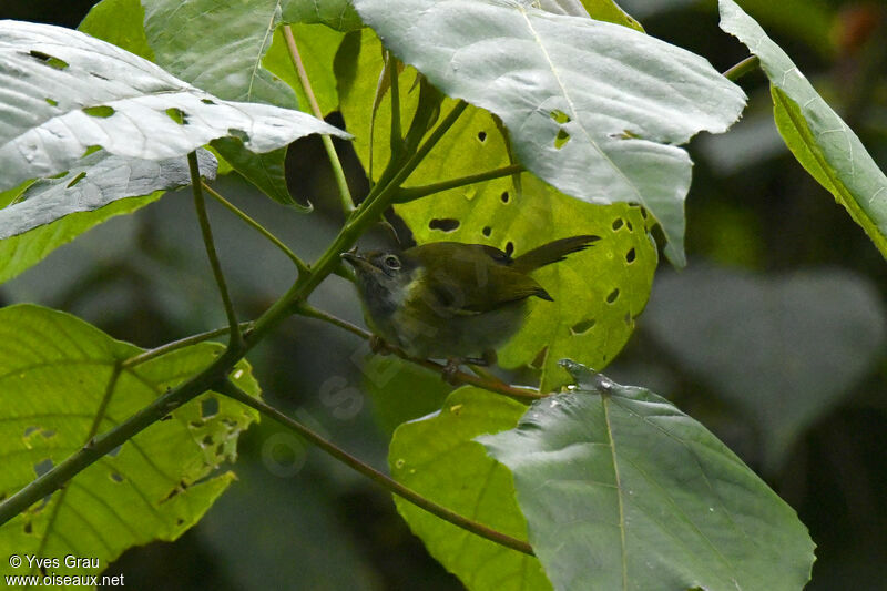 Mountain Masked Apalis