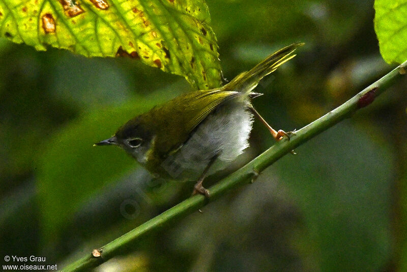 Mountain Masked Apalis