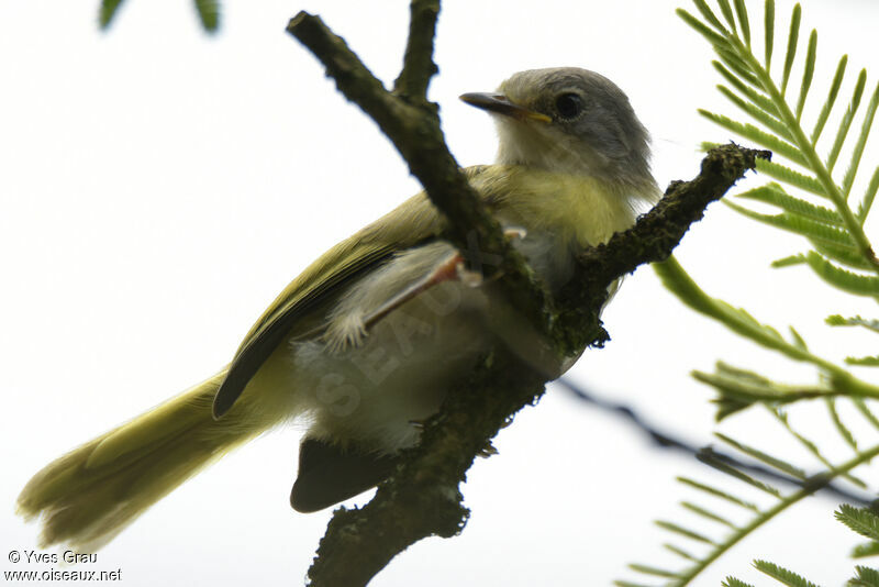 Apalis à gorge jaune