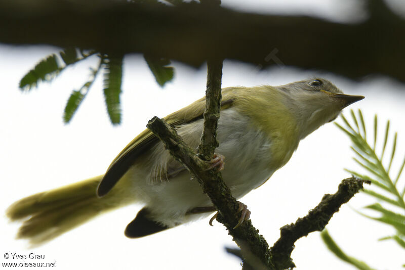 Apalis à gorge jaune