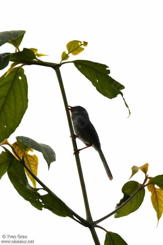 Apalis à gorge marron