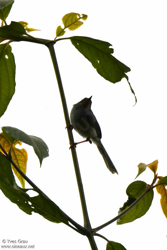 Apalis à gorge marron