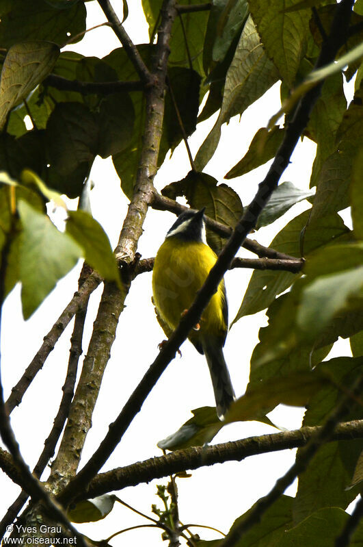 Apalis à gorge noire