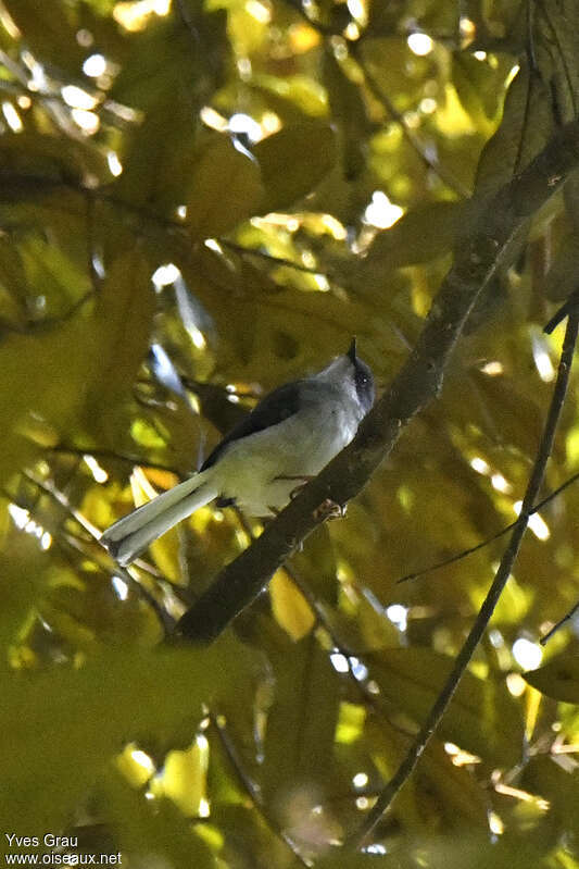 Apalis de Moreau