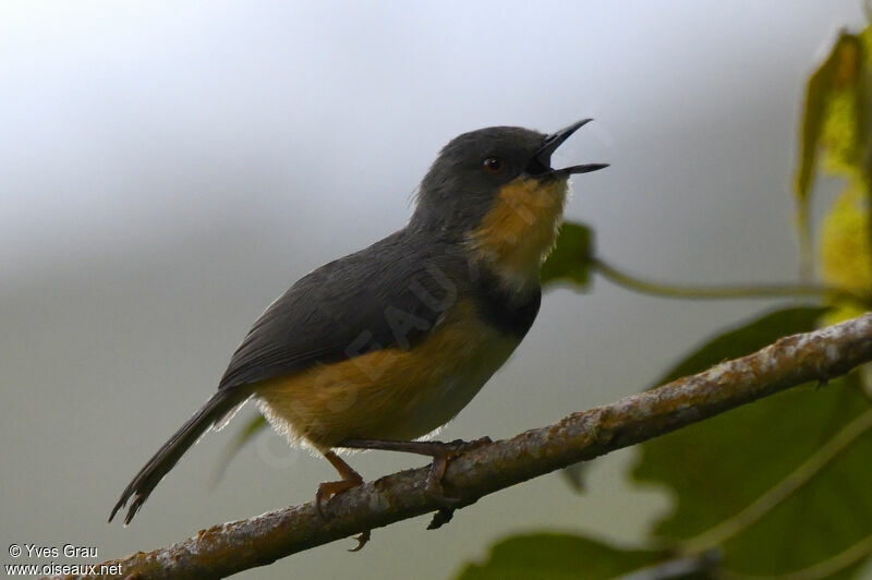 Rwenzori Apalis