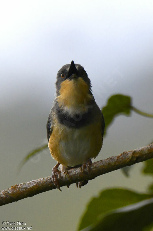 Rwenzori Apalis