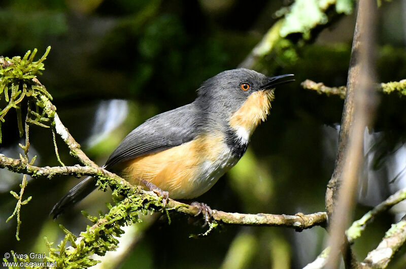 Apalis du Ruwenzori