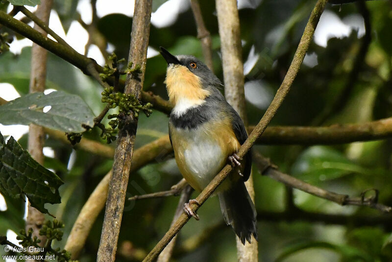 Rwenzori Apalis