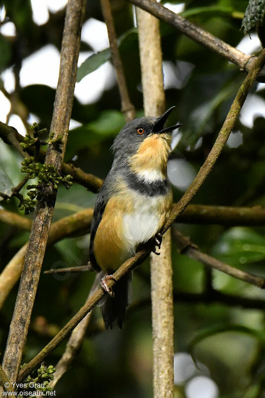 Apalis du Ruwenzori