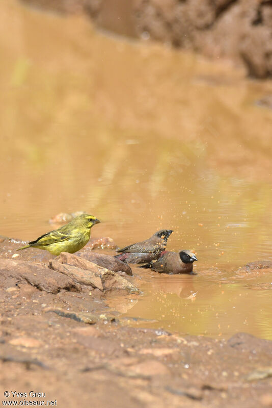 Black-faced Waxbill