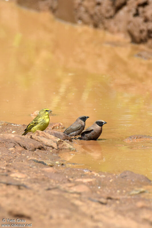 Black-faced Waxbill