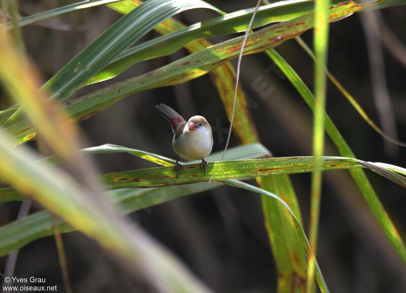 Fawn-breasted Waxbill