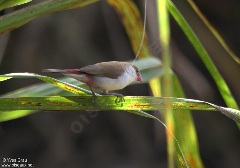 Fawn-breasted Waxbill