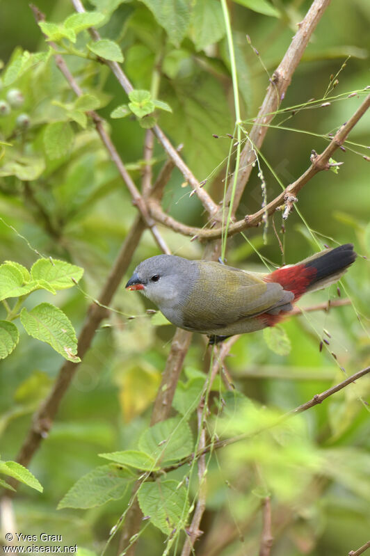 Yellow-bellied Waxbill