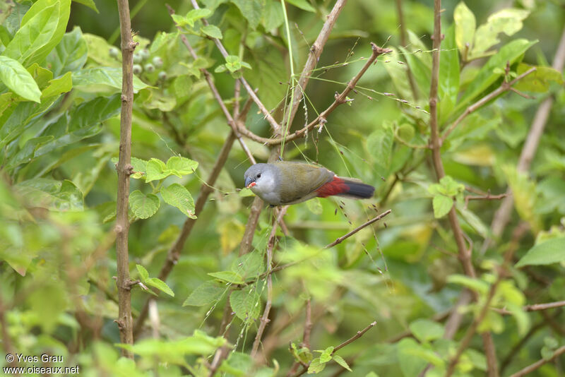 Yellow-bellied Waxbill