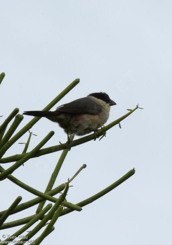 Black-crowned Waxbill