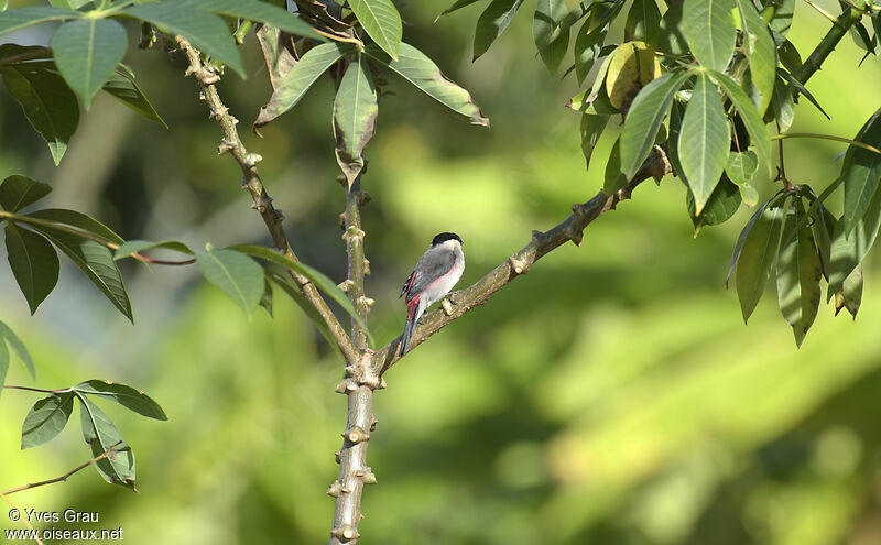 Black-crowned Waxbill