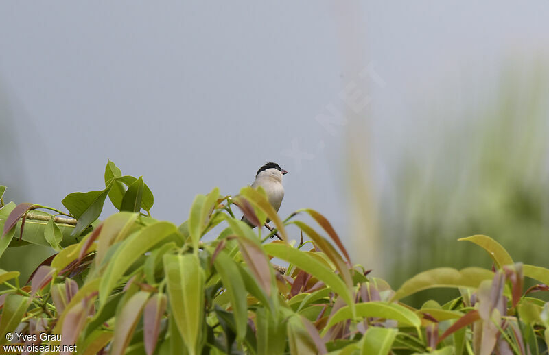 Black-crowned Waxbill