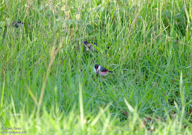 Black-crowned Waxbill