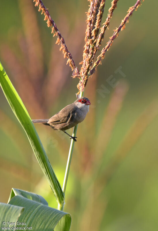 Common Waxbill