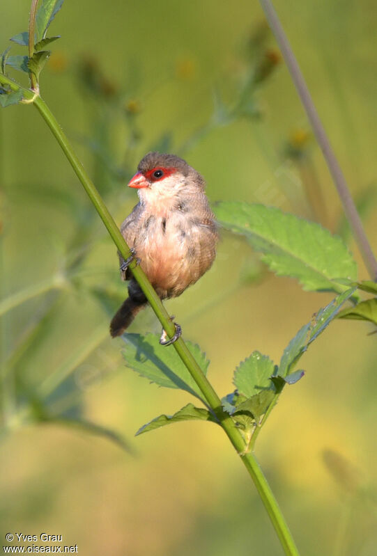 Common Waxbill