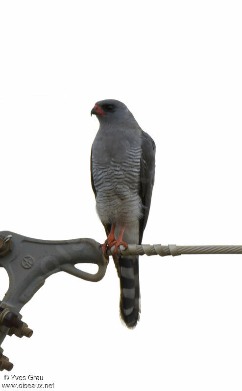 Gabar Goshawk