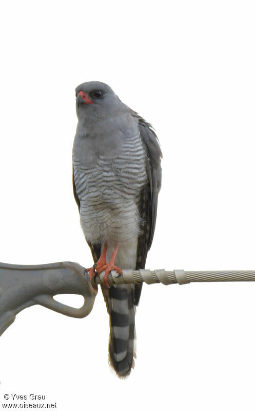 Gabar Goshawk