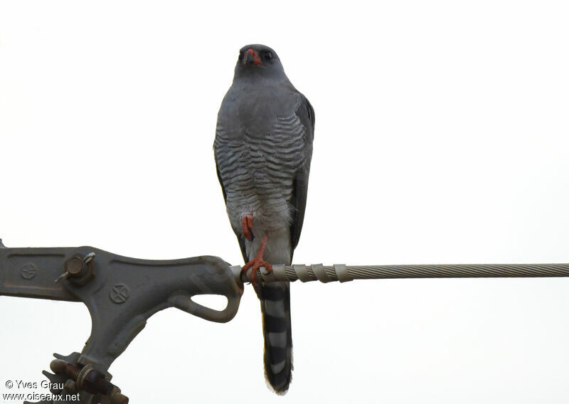 Gabar Goshawk